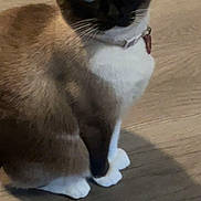 Jade is registered to the contest to win money with this photo: cat, siamese, blue_eyes, pet, animal, indoor, floor, whiskers, collar, fur, sitting, looking, cute, domestic, mammal, portrait, feline, closeup, calm, house