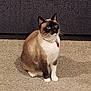 Jade joined the competition — help win amazing prizes! cat, siamese_cat, pet, animal, feline, blue_eyes, collar, indoor, carpet, couch, fur, whiskers, sitting, cute, domestic_animal, curious, mammal, portrait, household, furniture