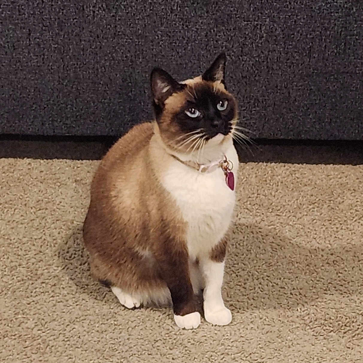 Jade joined the competition — help win amazing prizes! animal, blue_eyes, carpet, cat, collar, couch, curious, cute, domestic_animal, feline, fur, furniture, household, indoor, mammal, pet, portrait, siamese_cat, sitting, whiskers