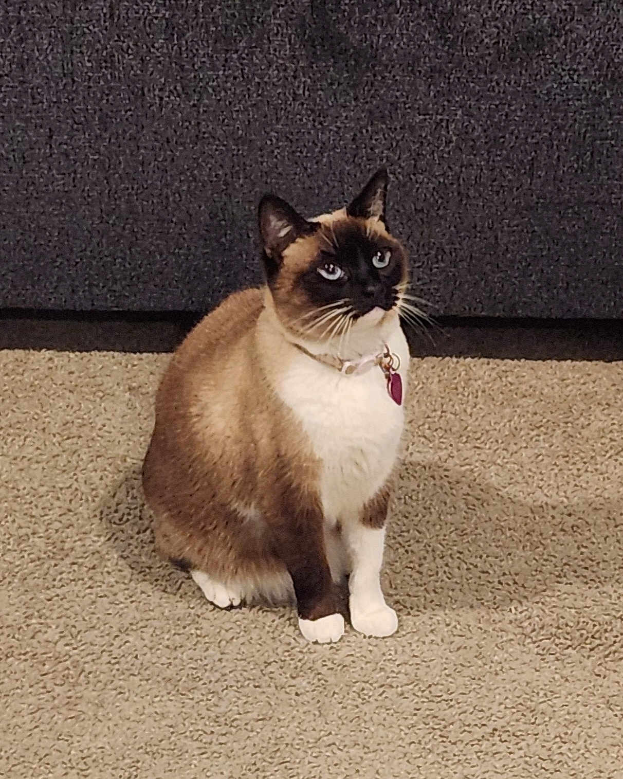 Jade joined the competition — help win amazing prizes! cat, siamese_cat, pet, animal, feline, blue_eyes, collar, indoor, carpet, couch, fur, whiskers, sitting, cute, domestic_animal, curious, mammal, portrait, household, furniture