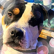 Buddy is registered to the contest to win money with this photo: dog, close_up, pet, animal, face, collar, bokeh, indoor, curious, brown, white, black, portrait, canine, muzzle, ears, expression, furry, domestic_animal, looking