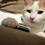 Simba is registered to the contest to win money with this photo: animal, background_blur, cat, close_up, cozy, cute, domestic_animal, feline, indoor, orange_fur, paw, pet, pink_nose, relaxed, resting, small_toy, soft, toy_car, whiskers, white_fur