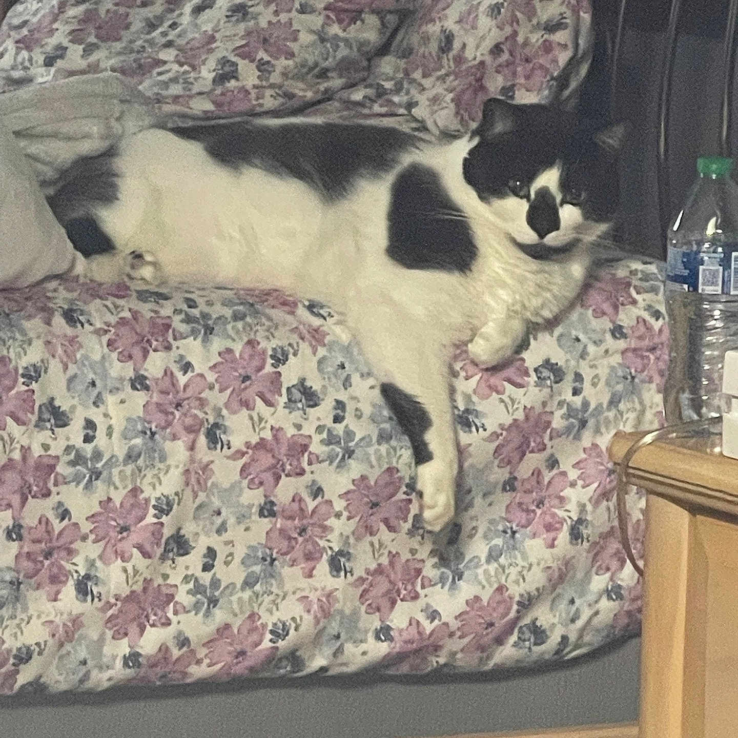 Rocky is registered to the contest to win money with this photo: animal, bed, bedspread, black_and_white, cat, comfort, cozy, domestic, floral_pattern, furniture, household, indoor, lazy, nightstand, pet, relaxing, resting, room, sleepy, water_bottle