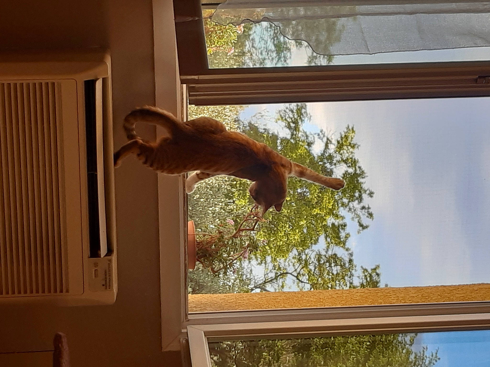 Kyara participe au concours pour gagner de l'argent avec cette photo : brown, carnivore, cloud, fawn, felidae, house, light, liver, mammal, plant, primate, roof, shade, sky, tail, tints_and_shades, tree, vertebrate, window, wood