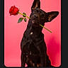 Aïko a rejoint le concours — aidez-le/la à gagner de superbes lots ! dog, black_dog, rose, flower, pink_background, pet, cute, portrait, animal, studio_shot, playful, romantic, mammal, ears, sitting, looking_up, single_flower, canine, domestic_animal, photo_screen
