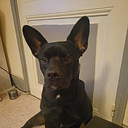 Aïko participe au concours pour gagner de l'argent avec cette photo : dog, black_dog, indoor, large_ears, pet, animal, carpet, door, wall, floor, brown_eyes, sitting, looking, close_up, portrait, house, domestic_animal, canine, fur, alert
