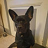 dog, black_dog, indoor, large_ears, pet, animal, carpet, door, wall, floor, brown_eyes, sitting, looking, close_up, portrait, house, domestic_animal, canine, fur, alert