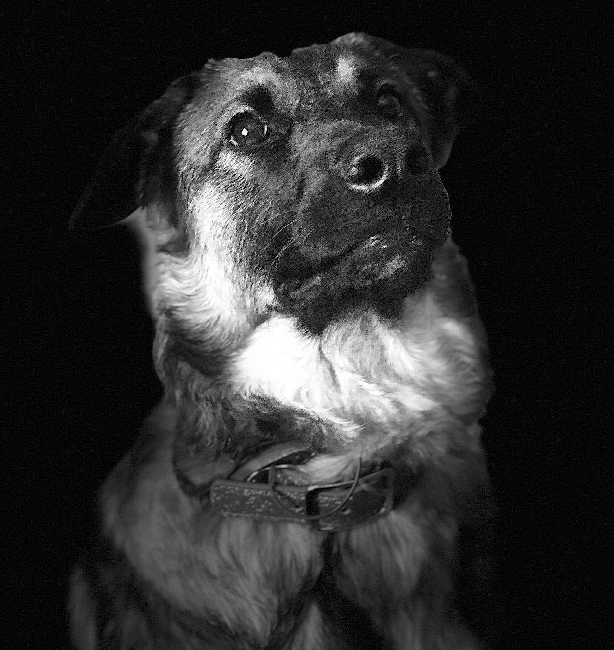 Jayke a rejoint le concours — aidez-le/la à gagner de superbes lots ! black_and_white, canidae, carnivore, companion_dog, dog, dog_breed, monochrome, monochrome_photography, nose, puppy, snout, sporting_group, street_dog, style, whiskers