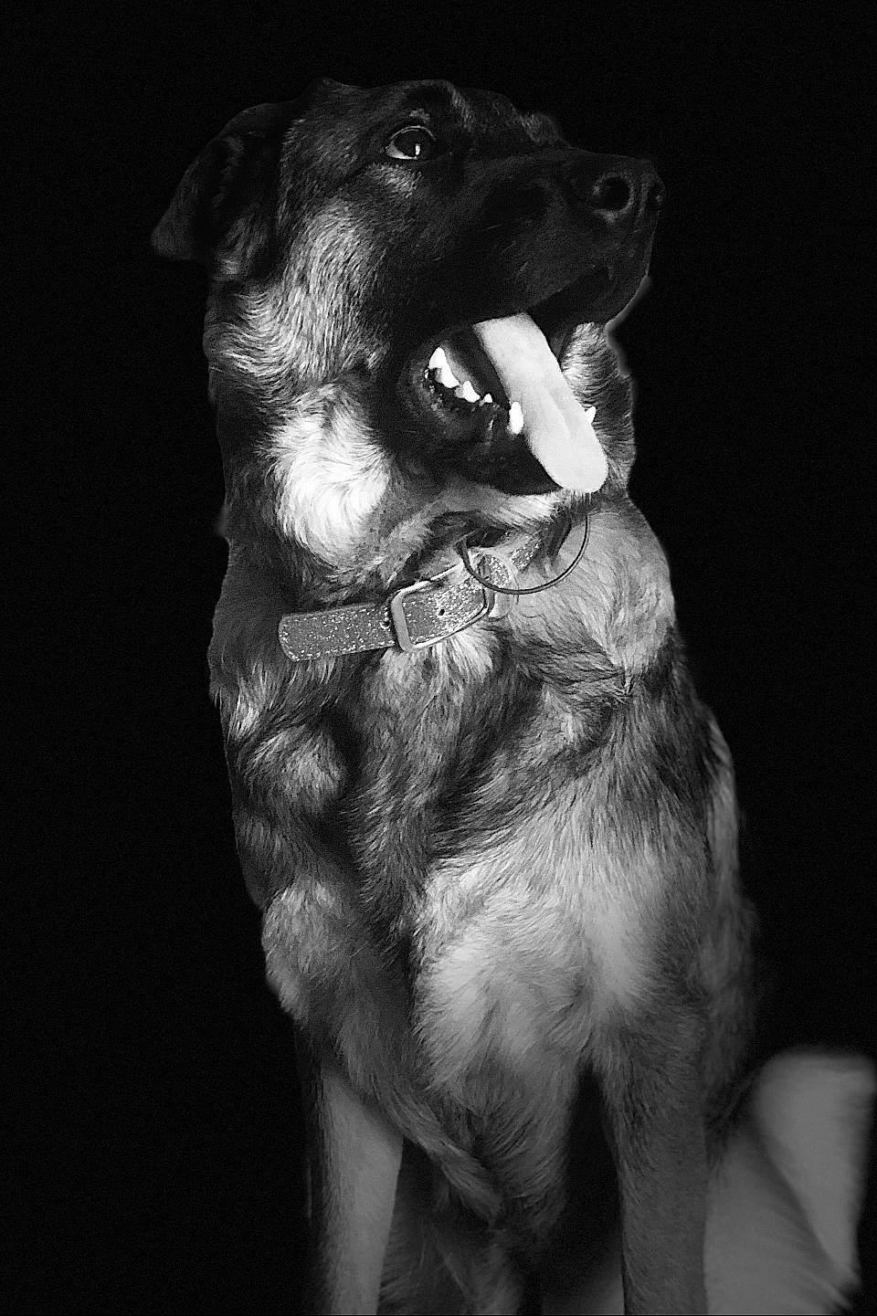 Jayke participe au concours pour gagner de l'argent avec cette photo : black, black_and_white, canidae, carnivore, dog, dog_breed, dog_collar, monochrome, monochrome_photography, police_dog, rare_breed_dog, snout, sporting_group, style