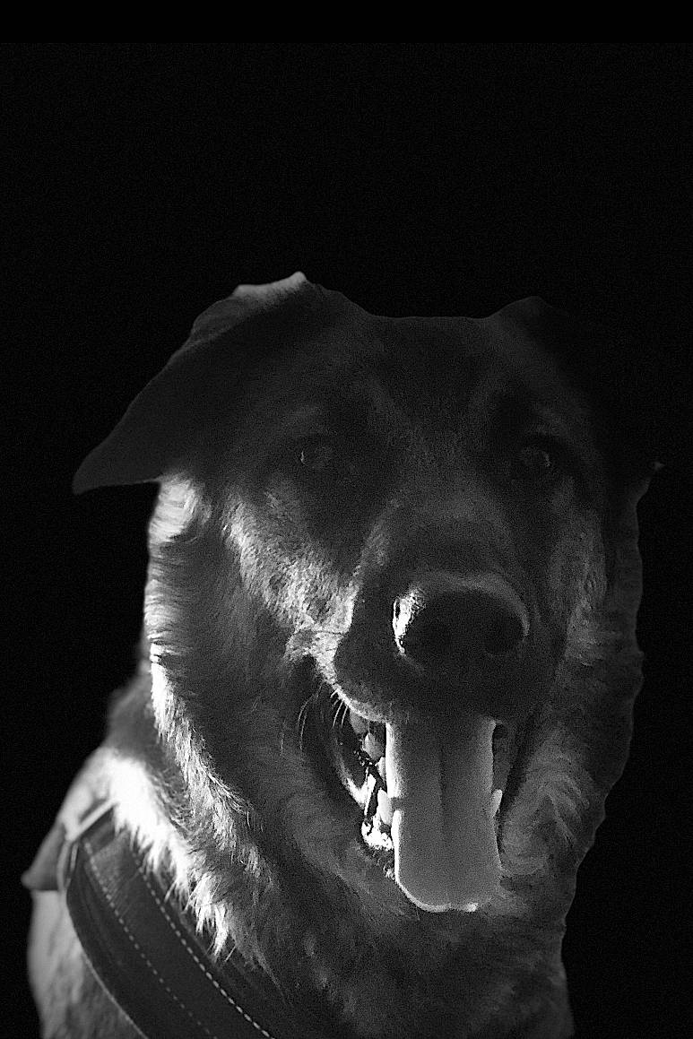 Jayke participe au concours pour gagner de l'argent avec cette photo : black, black_and_white, canidae, carnivore, darkness, dog, dog_breed, eye, facial_expression, head, jaw, monochrome, monochrome_photography, mouth, nose, photography, smile, snout, sporting_group, whiskers