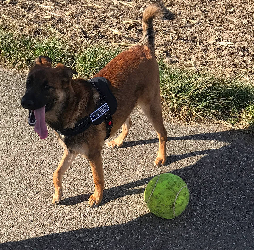 Jayke participe au concours pour gagner de l'argent avec cette photo : canidae, carnivore, companion_dog, dog, dog_breed, fawn, leash, mammal, plant, sporting_group, tail, tennis_ball