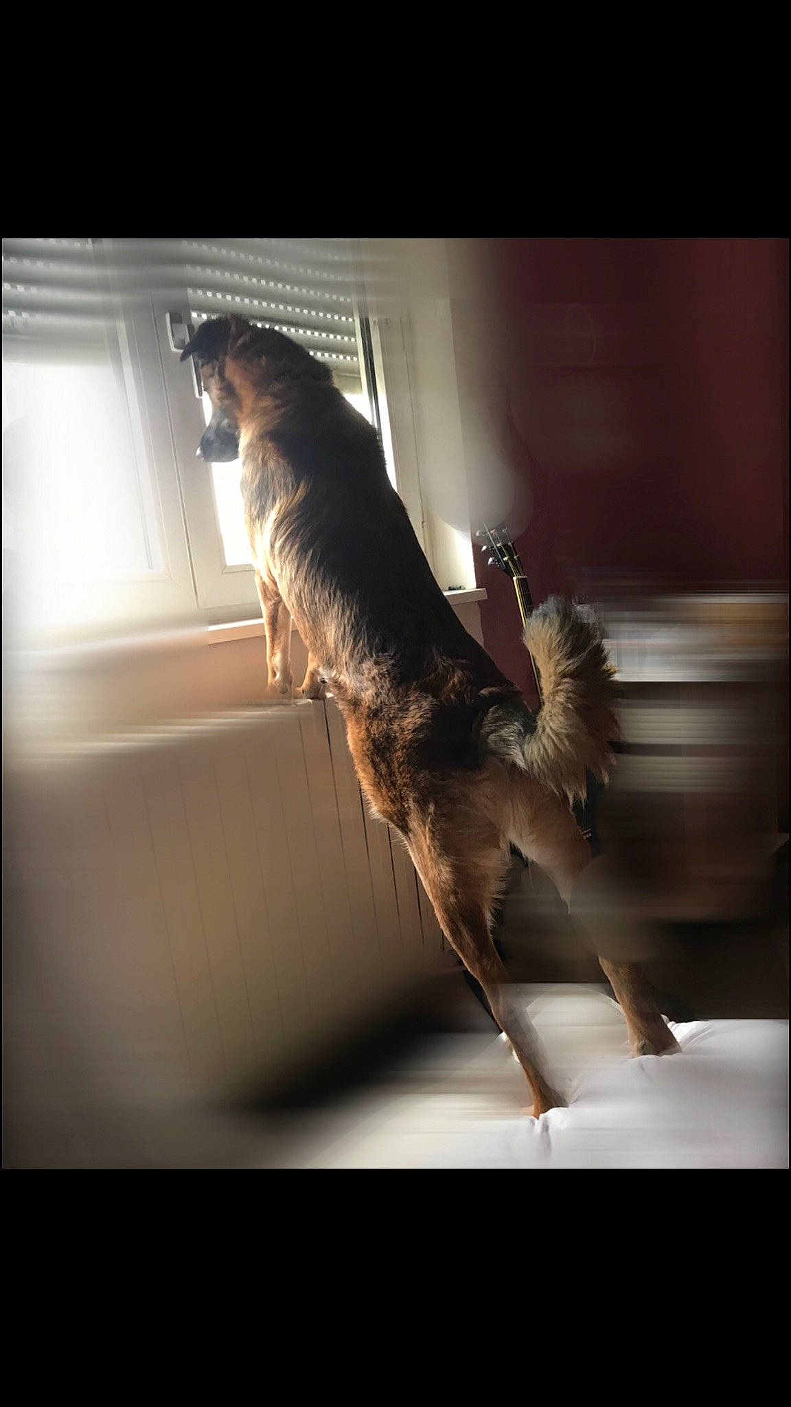 Jayke participe au concours pour gagner de l'argent avec cette photo : canidae, carnivore, dog, dog_breed, german_shepherd_dog, sporting_group, tail, working_dog