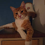 Atlas a rejoint le concours — aidez-le/la à gagner de superbes lots ! cat, orange_cat, white_cat, feline, pet, indoor, lamp, furniture, wood, relaxed, curious, animal, mammal, paw, resting, cozy, shadow, vintage, home, domestic