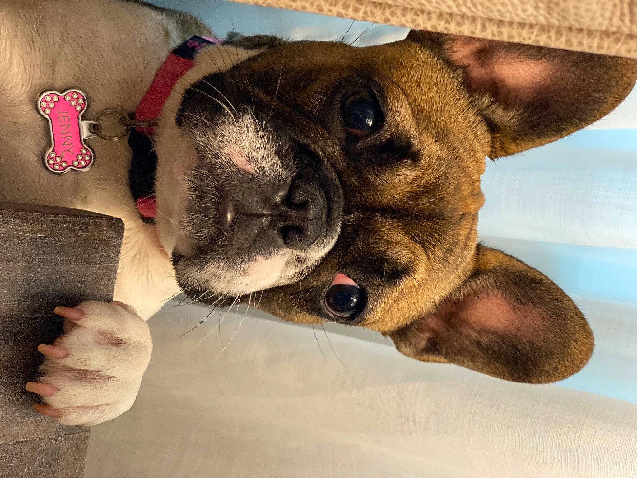 Jenny joined the competition — help win amazing prizes! boston_terrier, bulldog, canidae, carnivore, companion_dog, dog, dog_breed, eye, fawn, french_bulldog, mammal, non_sporting_group, nose, pug, puppy, puppy_love, snout, toy_bulldog, toy_dog