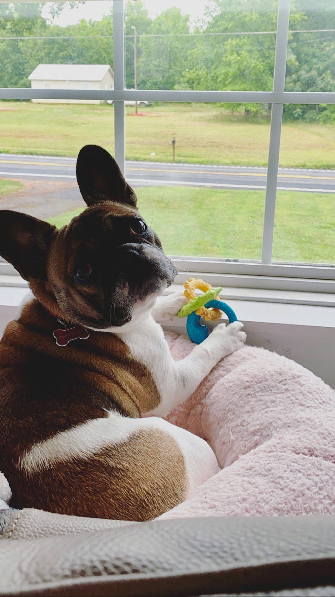 Jenny is registered to the contest to win money with this photo: canidae, carnivore, companion_dog, dog, dog_breed, ear, fawn, french_bulldog, mammal, non_sporting_group, snout, vertebrate