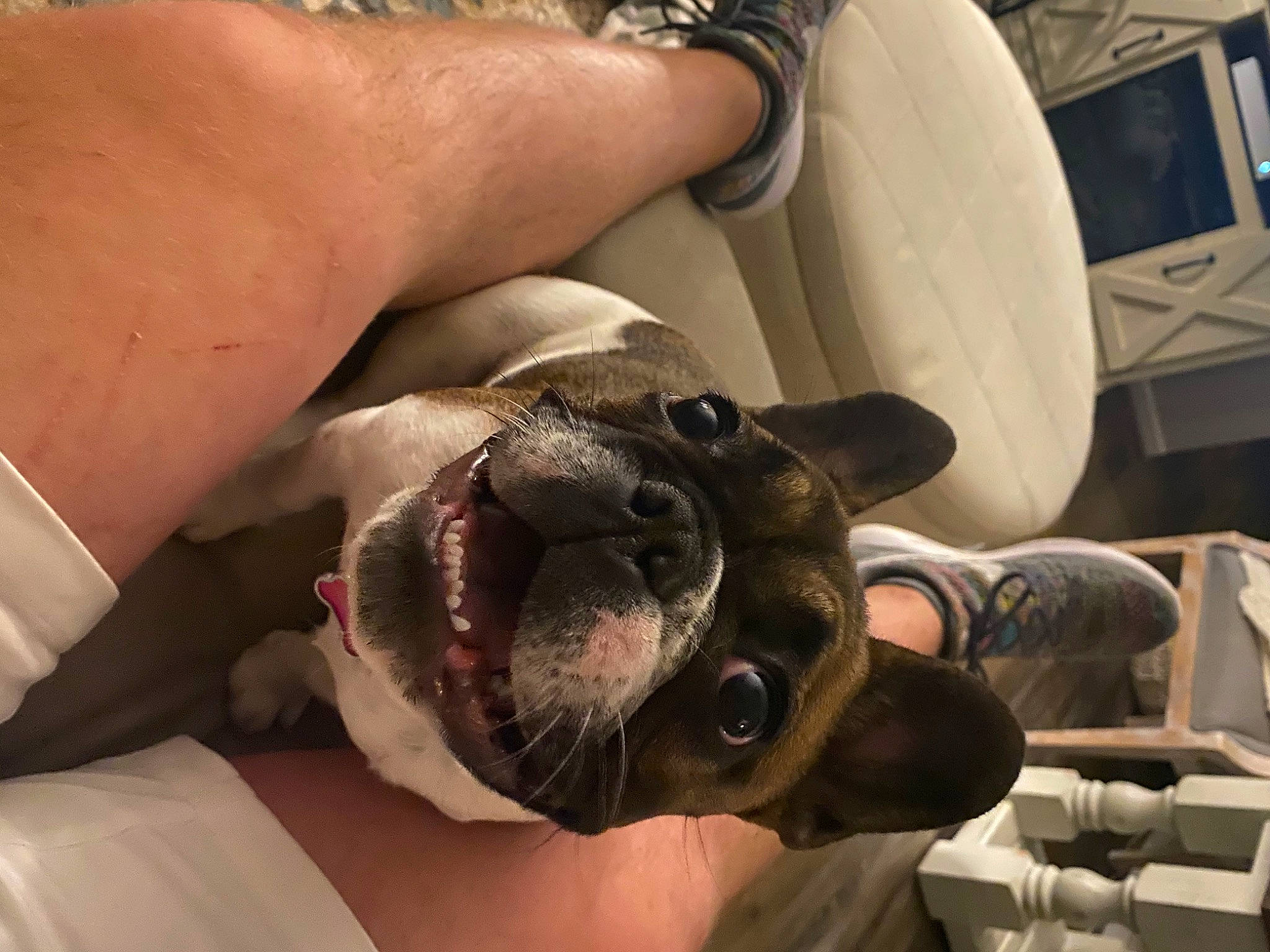 Jenny is registered to the contest to win money with this photo: boston_terrier, bulldog, canidae, carnivore, companion_dog, dog, dog_breed, fawn, french_bulldog, jaw, non_sporting_group, nose, olde_english_bulldogge, pug, snout, toy_bulldog, veterinarian