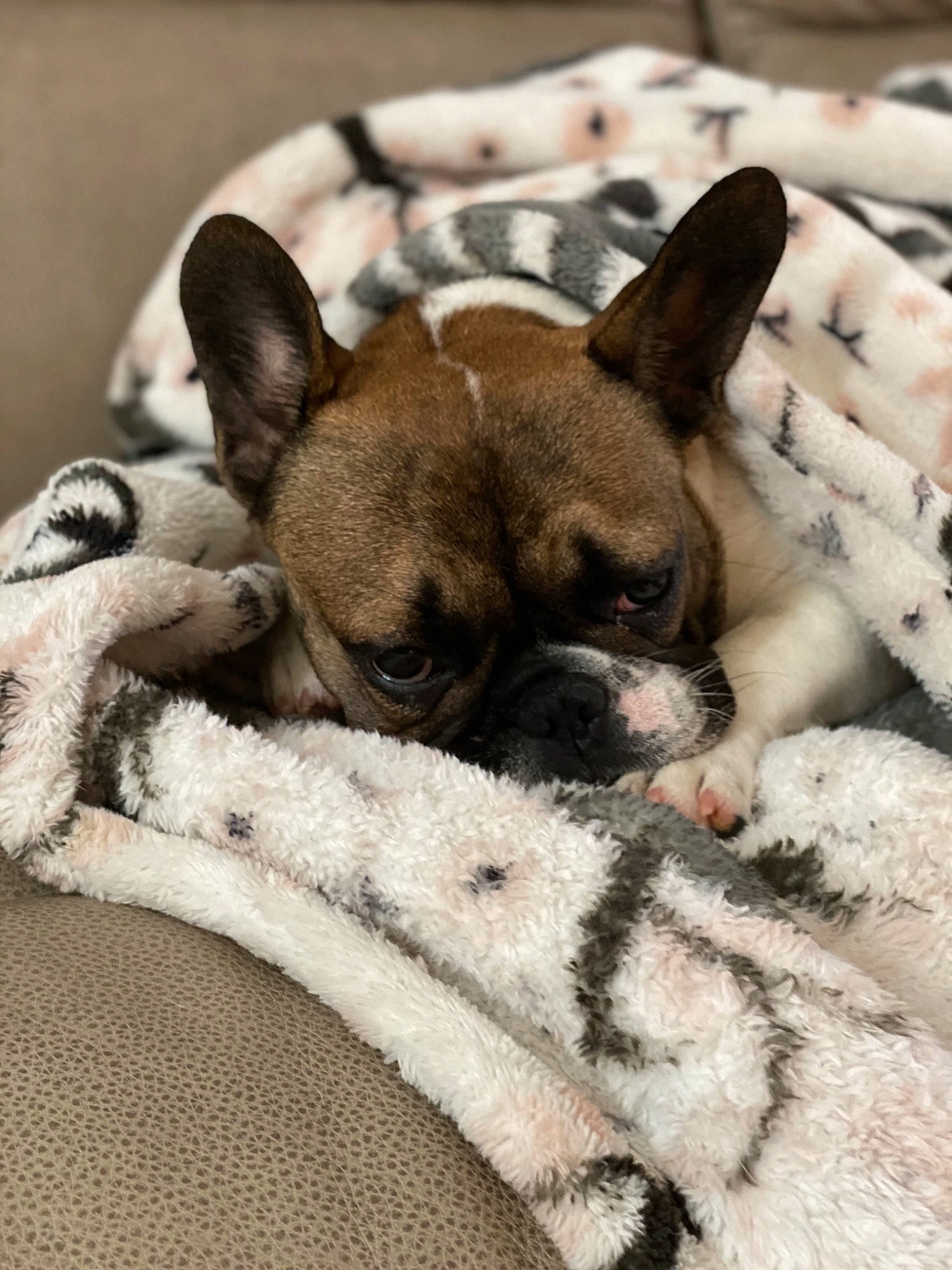 Jenny is registered to the contest to win money with this photo: bulldog, canidae, carnivore, companion_dog, dog, dog_breed, ear, fawn, french_bulldog, fur, mammal, nap, non_sporting_group, paw, puppy, puppy_love, sleep, snout, toy_bulldog, toy_dog