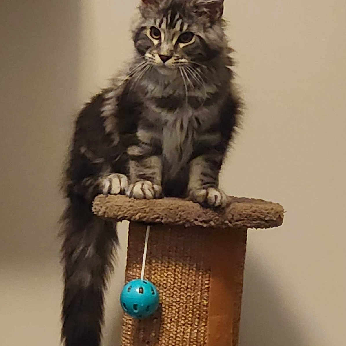 Luna is registered to the contest to win money with this photo: animal, blue_ball, cat, claws, curious, cute, ears, feline, fluffy, fur, household, indoor, long_tail, perched, pet, playful, scratching_post, tabby, toy, whiskers