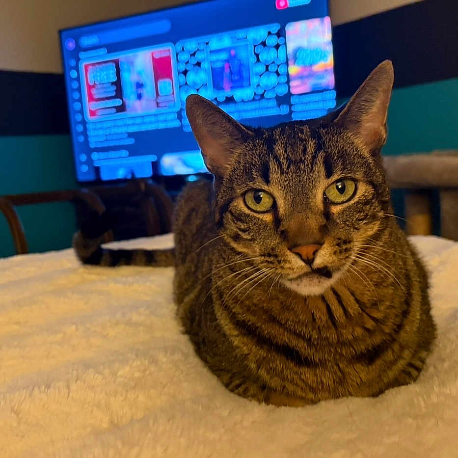 Hobbes joined the competition — help win amazing prizes! cat, tabby, indoor, bed, blanket, television, furniture, pet, animal, green_eyes, striped, soft_texture, cozy, living_room, resting, looking_at_camera, domestic_cat, cute, relaxed, house