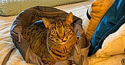 Hobbes is registered to the contest to win money with this photo: cat, tabby_cat, backpack, bed, pillow, blanket, indoor, domestic_animal, feline, resting, furniture, television, candle, window, striped, pet, cozy, warm, soft_texture, relaxed