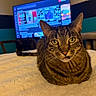 Hobbes joined the competition — help win amazing prizes! cat, tabby, pet, indoor, bedroom, blanket, furniture, television, cat_tree, green_eyes, fur, whiskers, animal, mammal, cute, resting, looking, cozy, home, relaxed