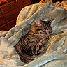 cat, tabby, sleeping, blanket, cozy, indoor, furniture, dresser, clothing, soft, nap, pet, domestic_animal, cute, resting, fur, warm, relaxation, bedroom, home