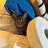 cat, tabby_cat, pillow, blanket, bed, cozy, indoor, pet, fur, whiskers, ears, face, resting, soft, home, comfort, striped, cute, animal, relaxing
