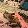 Hobbes is registered to the contest to win money with this photo: cat, tabby_cat, tattoo, hand, bed, blanket, cushion, indoor, furniture, window, curtain, person, animal, pet, fur, claw, paw, relaxing, home, cozy