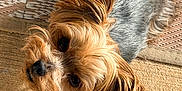Lexi Novak is registered to the contest to win money with this photo: dog, yorkshire_terrier, pet, animal, fur, carpet, mat, brown, beige, cute, small_dog, looking_up, indoors, texture, ears, face, whiskers, companion, domestic_animal, canine