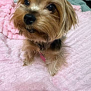 Lexi Novak is registered to the contest to win money with this photo: dog, small_dog, pet, cute, fur, collar, tag, pink_blanket, soft_texture, close_up, indoor, animal, fluffy, curious, adorable, brown_fur, face, eyes, nose, paws