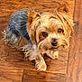 Lexi Novak joined the competition — help win amazing prizes! dog, small_dog, yorkshire_terrier, pet, fur, cute, looking_up, indoor, wooden_floor, animal, canine, portrait, brown, black, ears, whiskers, companion, domestic_animal, friendly, fluffy