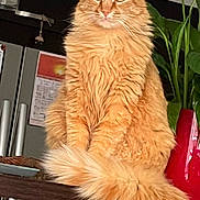 Toffee participe au concours pour gagner de l'argent avec cette photo : cat, orange_cat, fluffy, long_hair, pet, domestic_cat, animal, indoor, table, kitchen, plant, vase, jar, food_container, furniture, curious, sitting, tail, fur, eyes