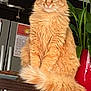 cat, orange_cat, fluffy, long_hair, pet, domestic_cat, animal, indoor, table, kitchen, plant, vase, jar, food_container, furniture, curious, sitting, tail, fur, eyes