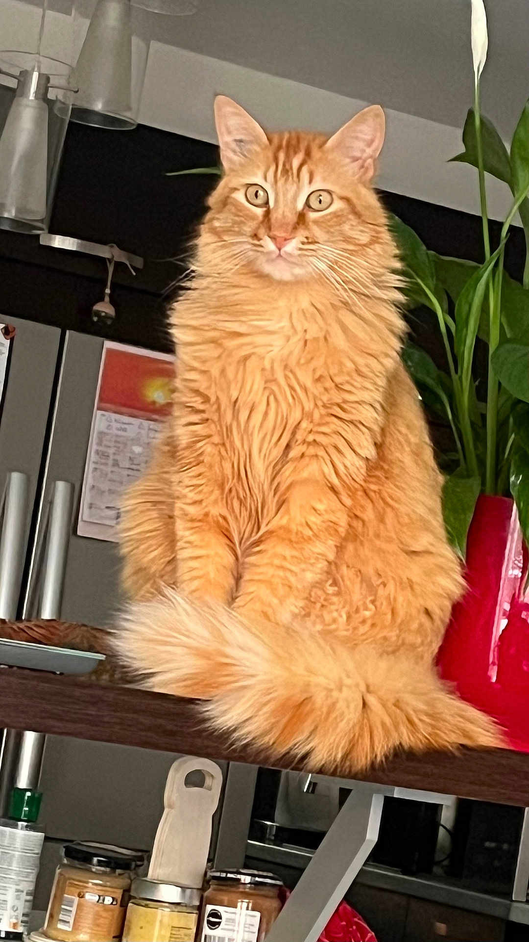 Toffee participe au concours pour gagner de l'argent avec cette photo : cat, orange_cat, fluffy, long_hair, pet, domestic_cat, animal, indoor, table, kitchen, plant, vase, jar, food_container, furniture, curious, sitting, tail, fur, eyes