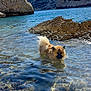 dog, water, rock, sea, clear_water, sunny, sky, outdoor, nature, shore, cliff, landscape, animal, pet, fluffy, summer, daytime, coast, recreation, vacation
