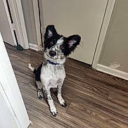 Monty is registered to the contest to win money with this photo: animal, attention, black_and_white, canine, collar, curious, cute, dog, domestic, door, ears, flooring, fur, head_tilt, indoor, pet, sitting, spot, wall, wooden_floor