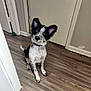 animal, attention, black_and_white, canine, collar, curious, cute, dog, domestic, door, ears, flooring, fur, head_tilt, indoor, pet, sitting, spot, wall, wooden_floor