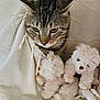 cat, tabby, blanket, teddy_bear, stuffed_animal, cozy, indoor, pet, fur, cute, animal, resting, soft, comfort, white, closeup, domestic_cat, feline, snug, companion