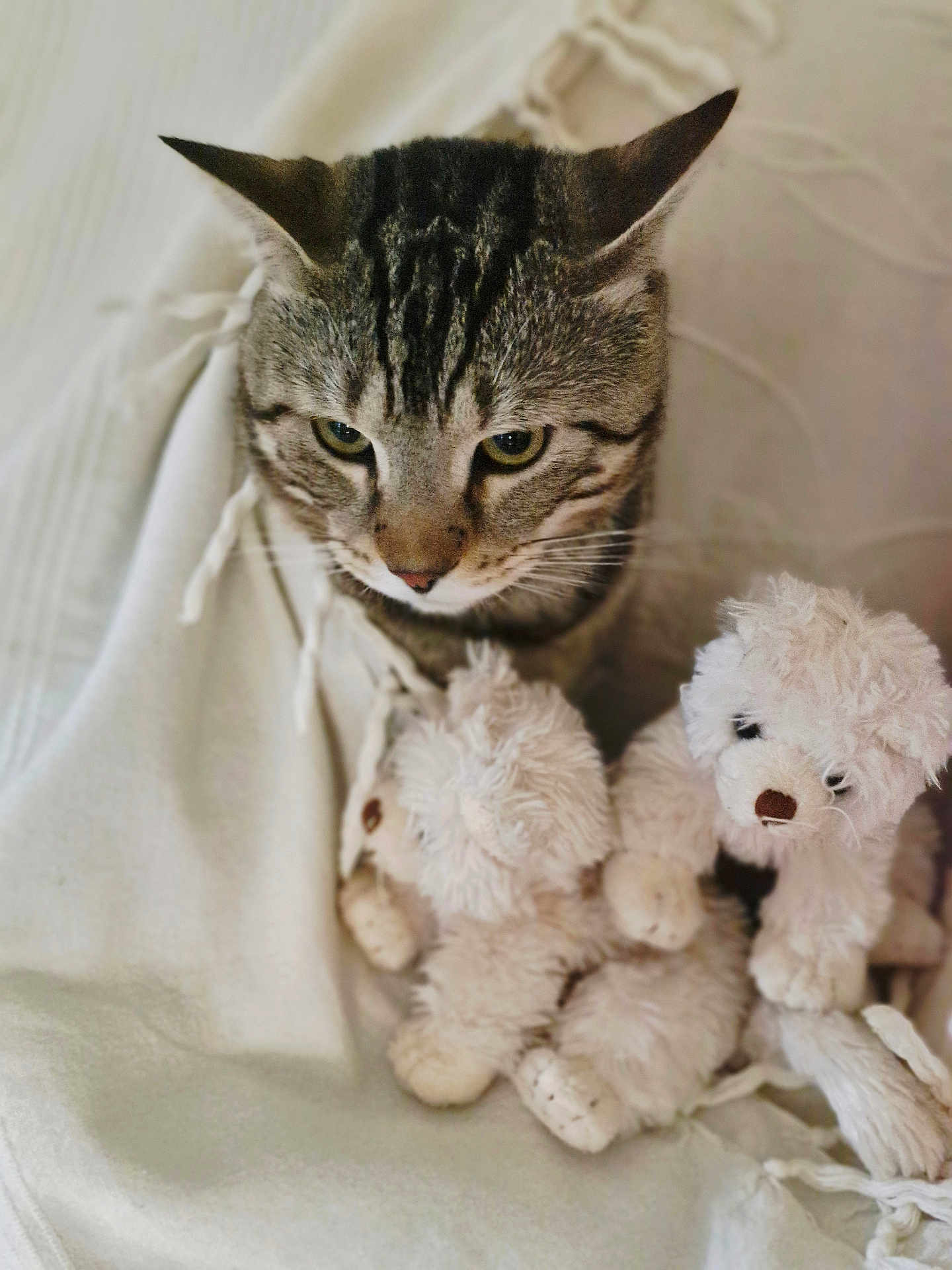 Yoko a rejoint le concours — aidez-le/la à gagner de superbes lots ! cat, tabby, blanket, teddy_bear, stuffed_animal, cozy, indoor, pet, fur, cute, animal, resting, soft, comfort, white, closeup, domestic_cat, feline, snug, companion