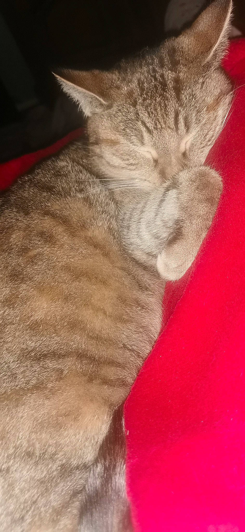 Pitchoune participe au concours pour gagner de l'argent avec cette photo : carnivore, cat, claw, domestic_short_haired_cat, ear, eye, fawn, felidae, fur, gesture, head, human_body, leg, paw, small_to_medium_sized_cats, snout, tail, terrestrial_animal, whiskers, wildlife