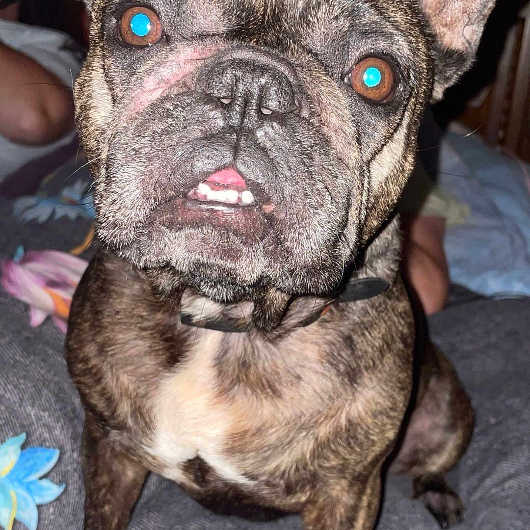 Peppa participe au concours pour gagner de l'argent avec cette photo : animal, baby, boxer, bulldog, canine, dog, frenchbulldog, person, pet, pitbull, puppy