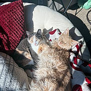 Zeus And Buttercup joined the competition — help win amazing prizes! cat, cats, fluffy, calico, cream_fur, sunlight, cozy, chair, pillow, blanket, relaxed, sleeping, indoor, pet, feline, fur, cuddle, resting, warm, comfortable