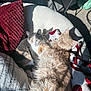 cat, cats, fluffy, calico, cream_fur, sunlight, cozy, chair, pillow, blanket, relaxed, sleeping, indoor, pet, feline, fur, cuddle, resting, warm, comfortable