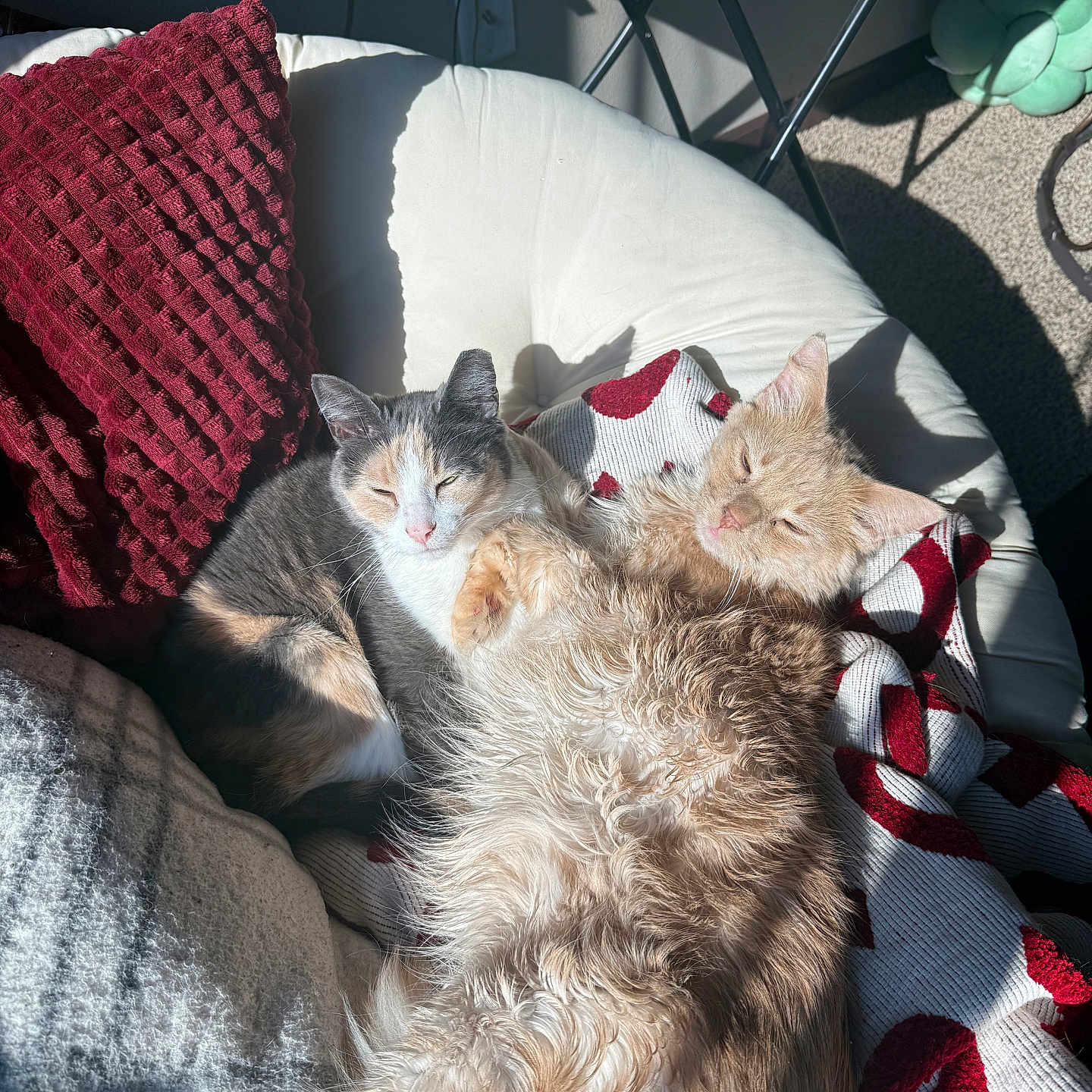 Zeus And Buttercup joined the competition — help win amazing prizes! blanket, calico, cat, cats, chair, comfortable, cozy, cream_fur, cuddle, feline, fluffy, fur, indoor, pet, pillow, relaxed, resting, sleeping, sunlight, warm