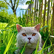 Apollon participe au concours pour gagner de l'argent avec cette photo : cat, animal, pet, grass, greenery, outdoor, nature, tree, fence, sunlight, daylight, closeup, portrait, amber_eyes, cute, curious, fluffy, mammal, whiskers, garden