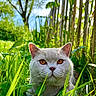cat, animal, pet, grass, greenery, outdoor, nature, tree, fence, sunlight, daylight, closeup, portrait, amber_eyes, cute, curious, fluffy, mammal, whiskers, garden