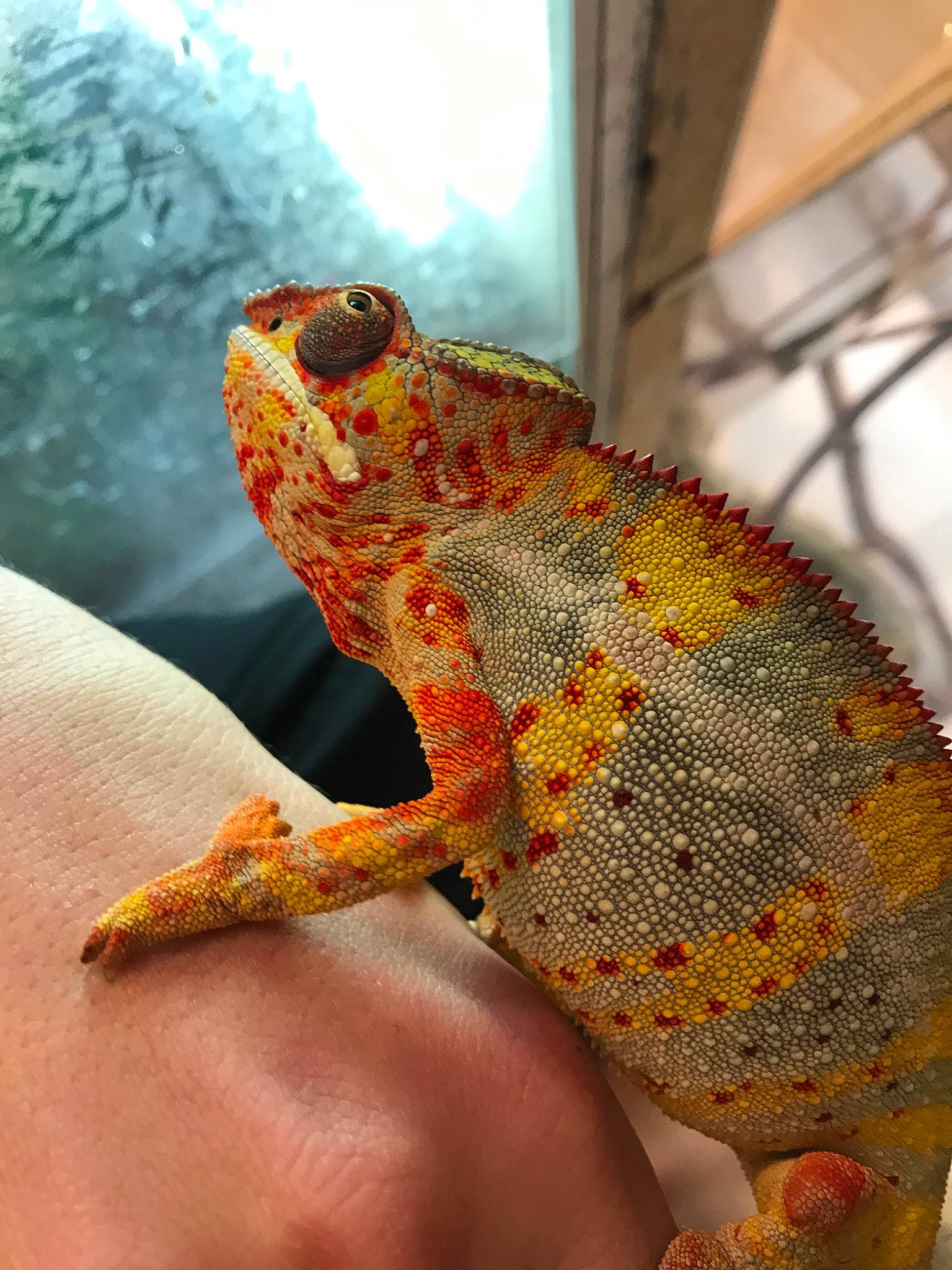 Furcifer