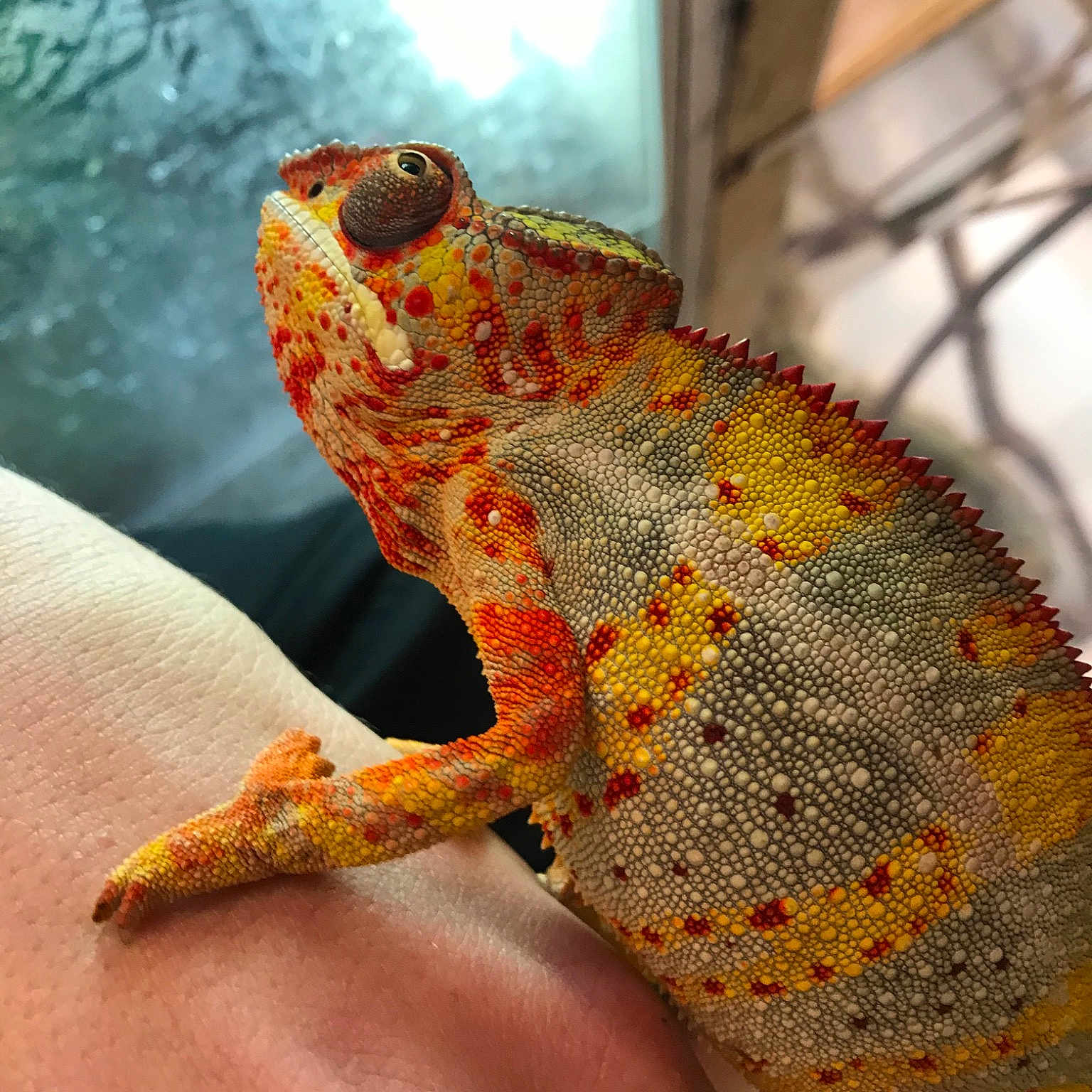 Furcifer