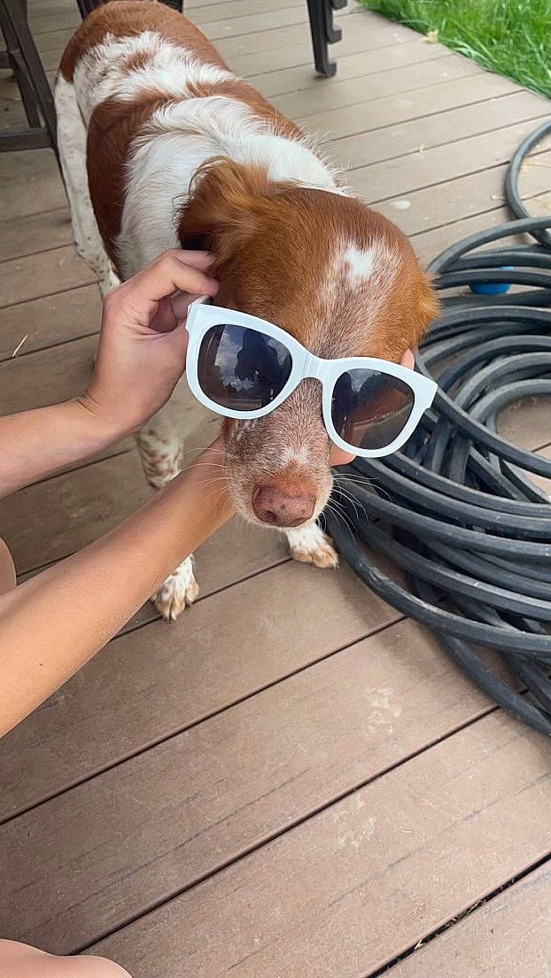 Jinx joined the competition — help win amazing prizes! carnivore, companion_dog, dog, dog_breed, eyewear, fawn, flooring, fun, glasses, goggles, hand, headgear, human_leg, personal_protective_equipment, selfie, snout, sunglasses, vision_care, wood, working_animal