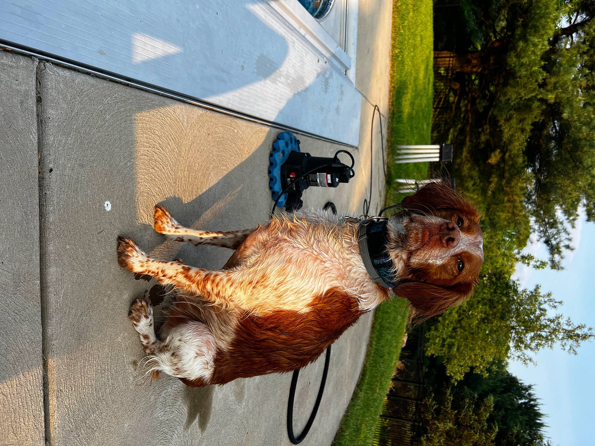 Jinx joined the competition — help win amazing prizes! art, fawn, fish, fun, fur, grass, leisure, metal, plant, sculpture, sky, sporting_group, statue, tail, tree, trunk, window, wood